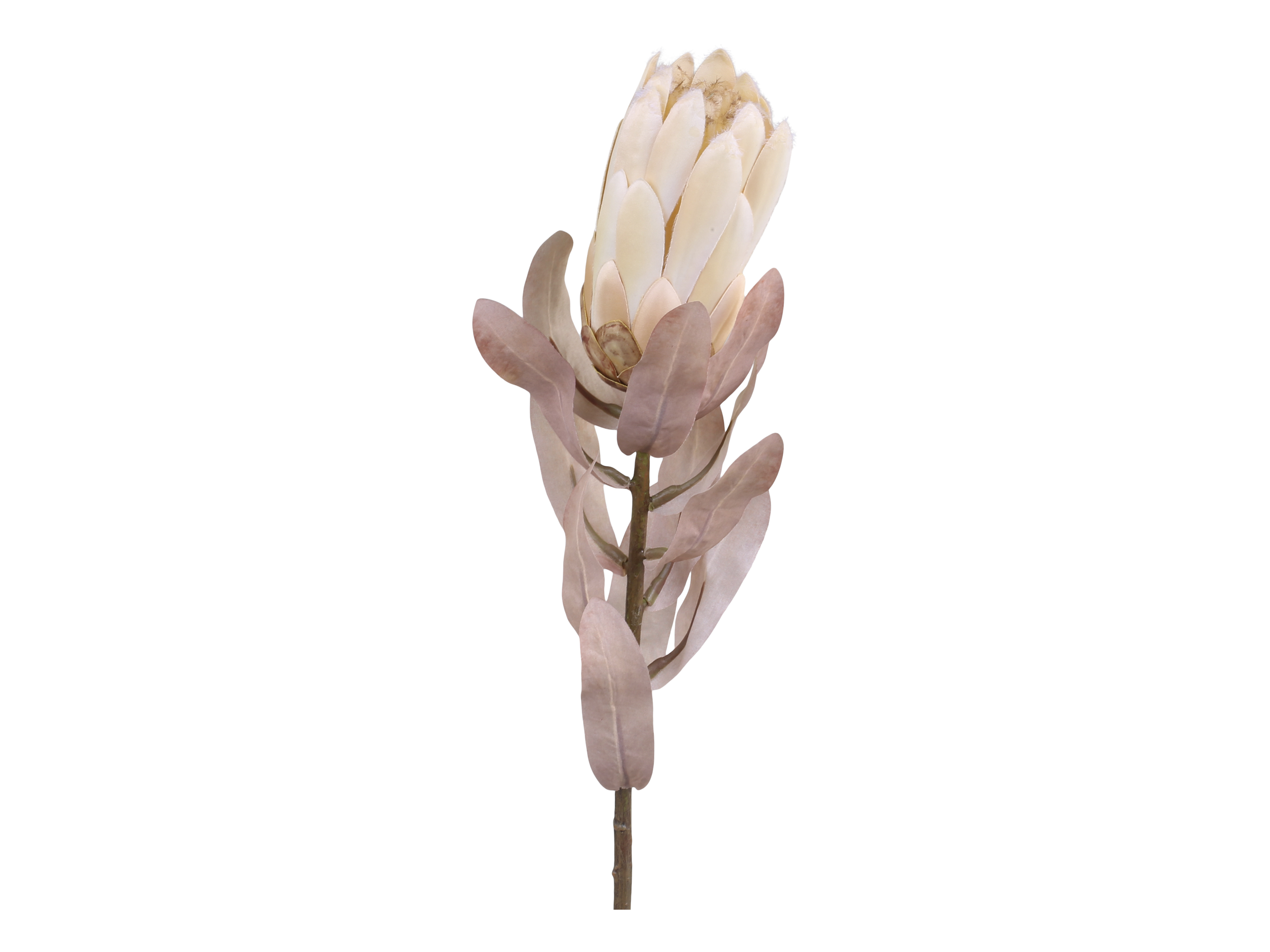 Chic Antique Fleur Protea Blume für immer 1 Stück 