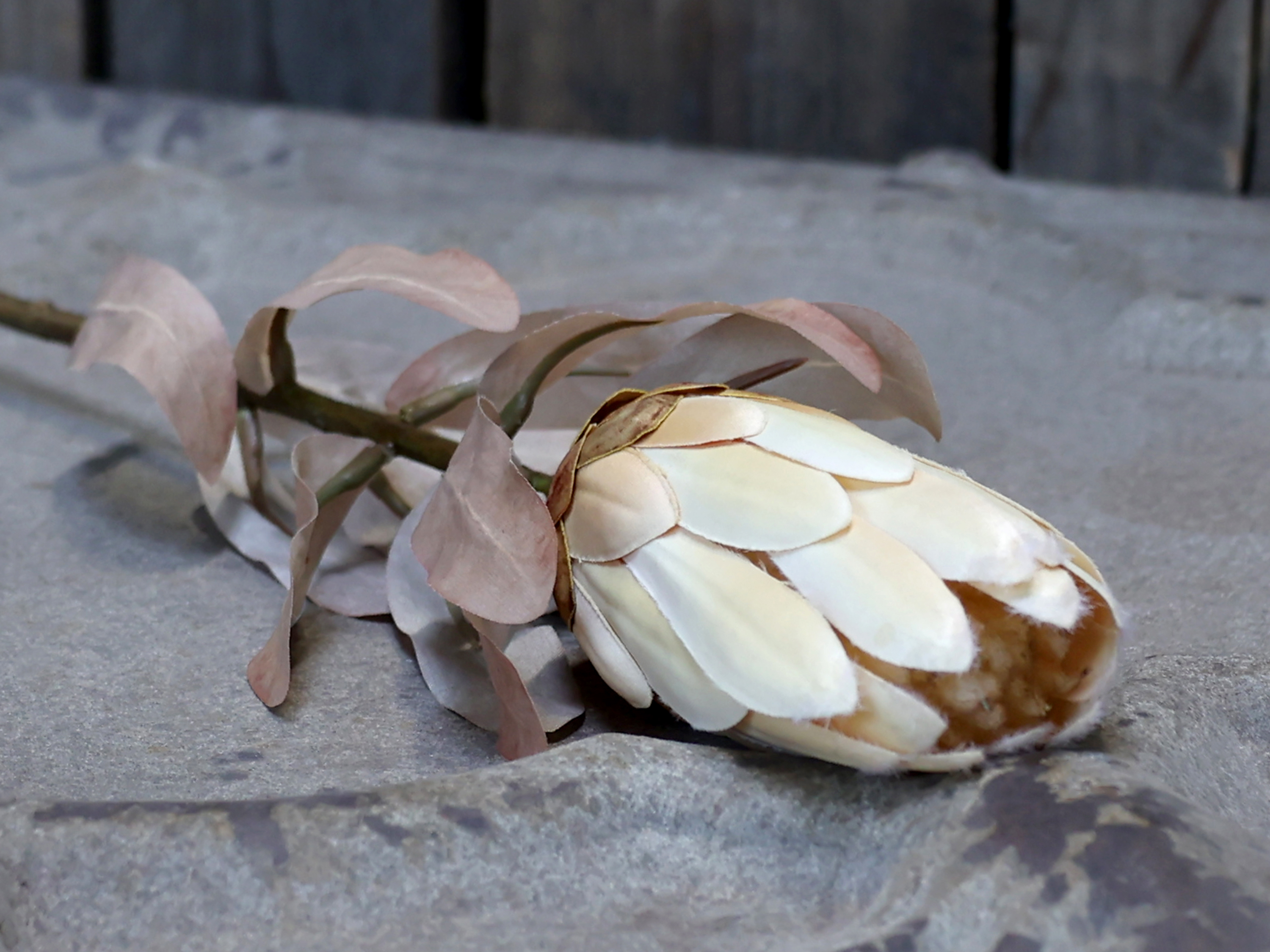 Chic Antique Fleur Protea Blume für immer 1 Stück 