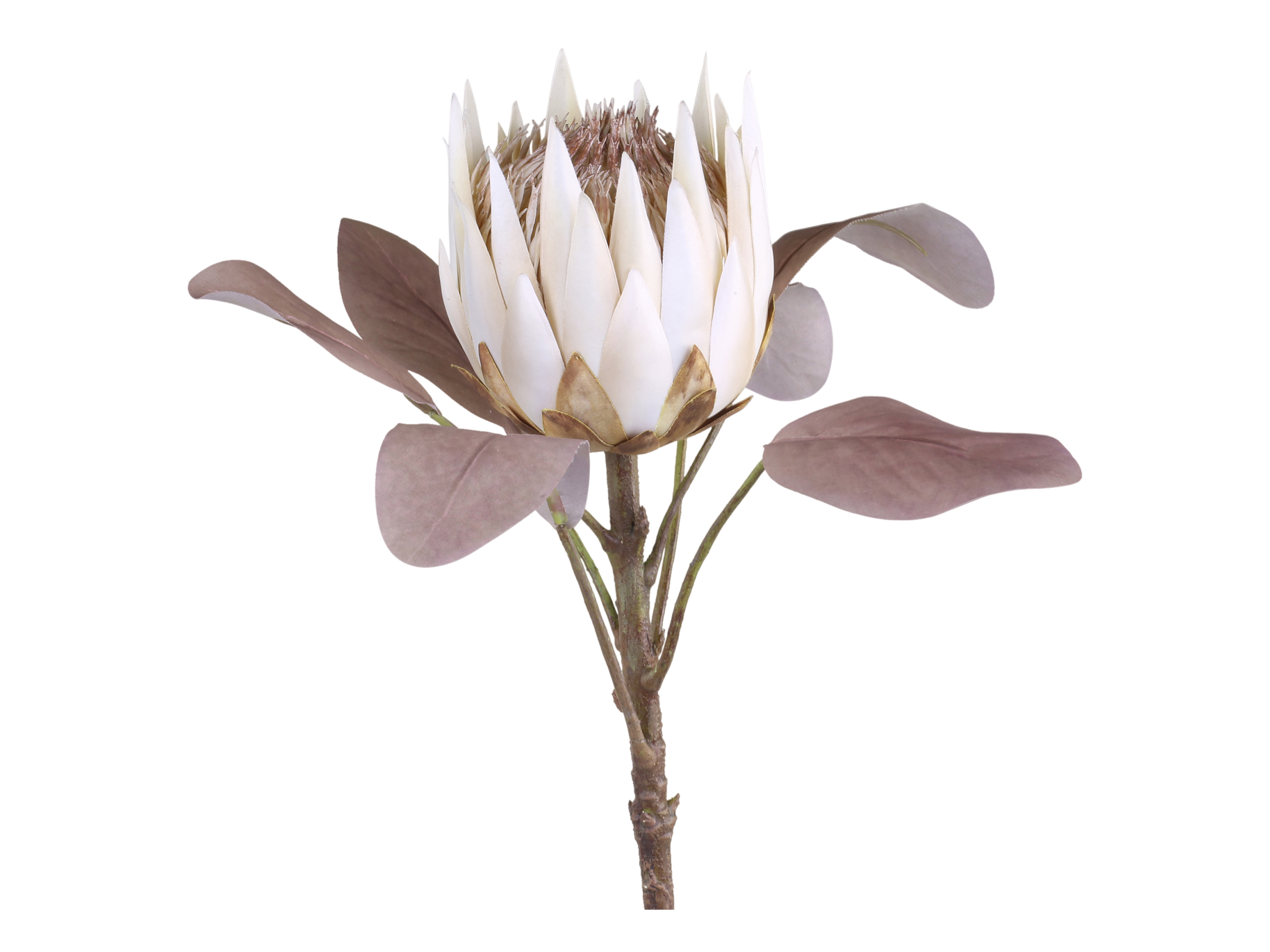 Chic Antique Fleur Protea Blume für immer  1 Stück