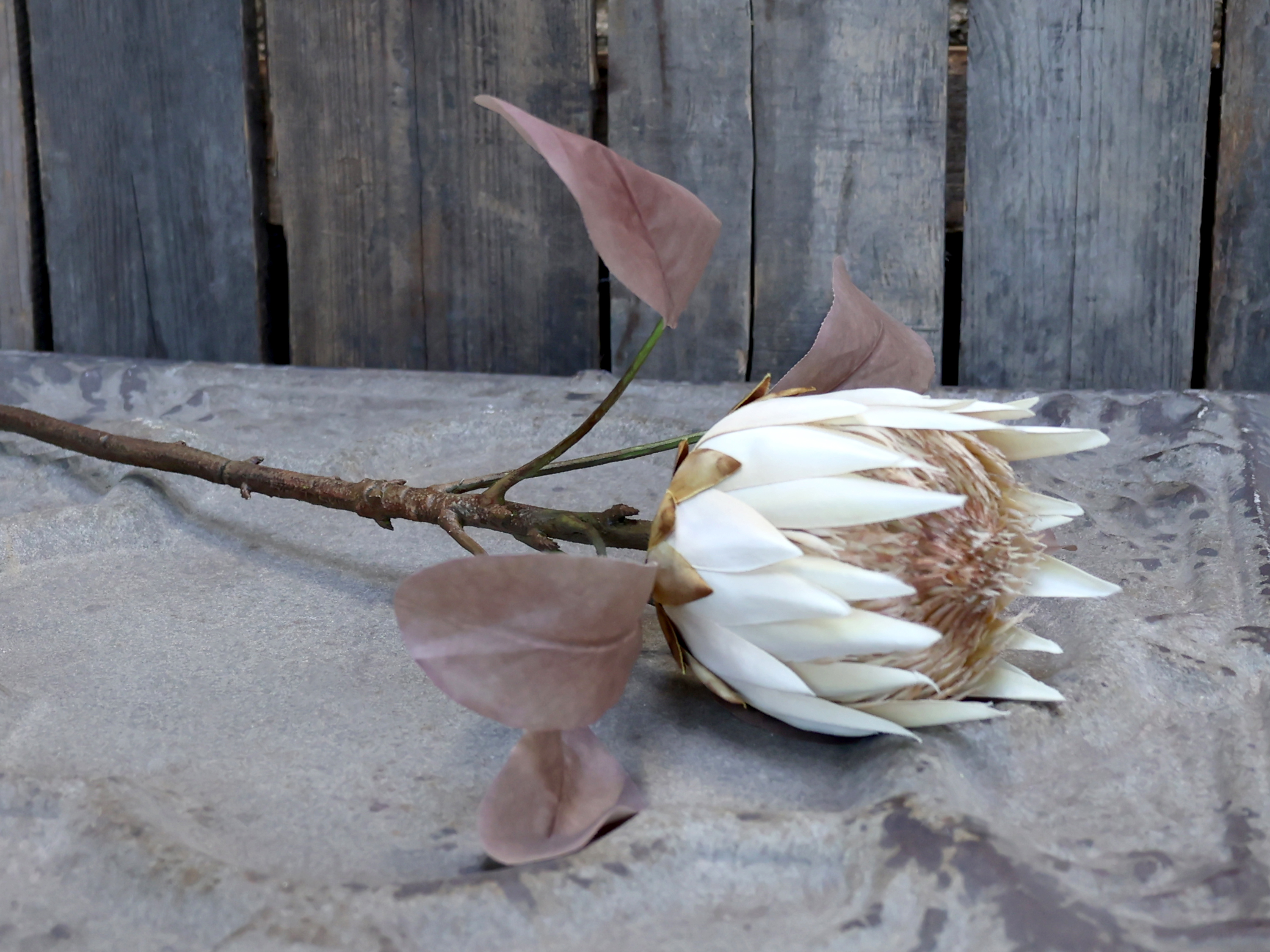 Chic Antique Fleur Protea Blume für immer  1 Stück